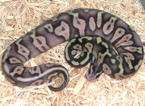 Woma Super Pastel Ball Python