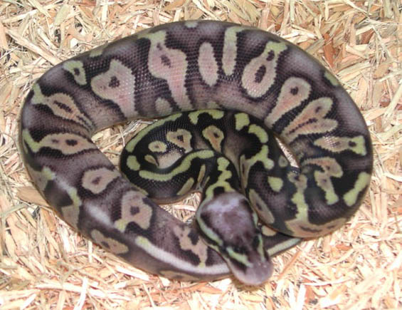 Woma Super Pastel Ball Python