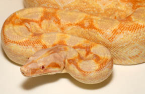 yellow white albino boa constrictor yellow white albino boa constrictor