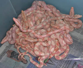 Available Boas