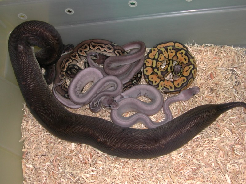 Silver Bullet Ball Python
