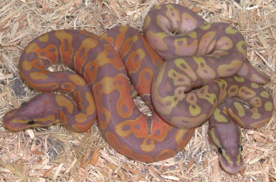 Pastel Jungle Banana Ball Python