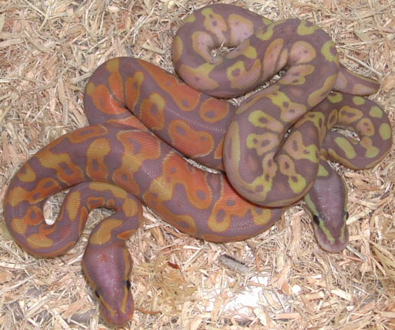 Pastel Jungle Banana Ball Python