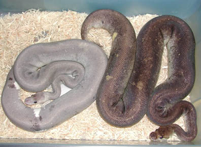 Pewter Ball Python