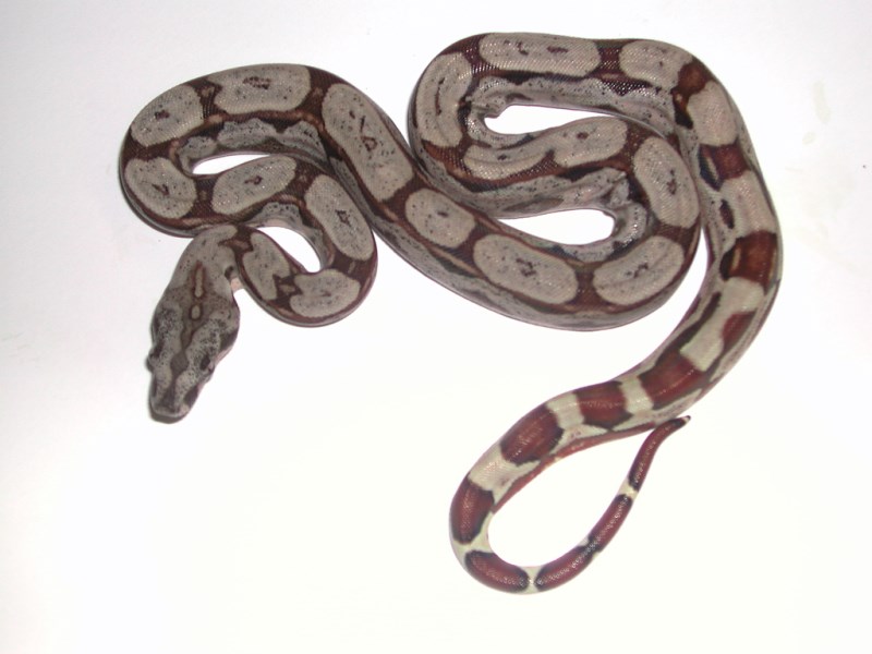 Fine Line Colombian Boa