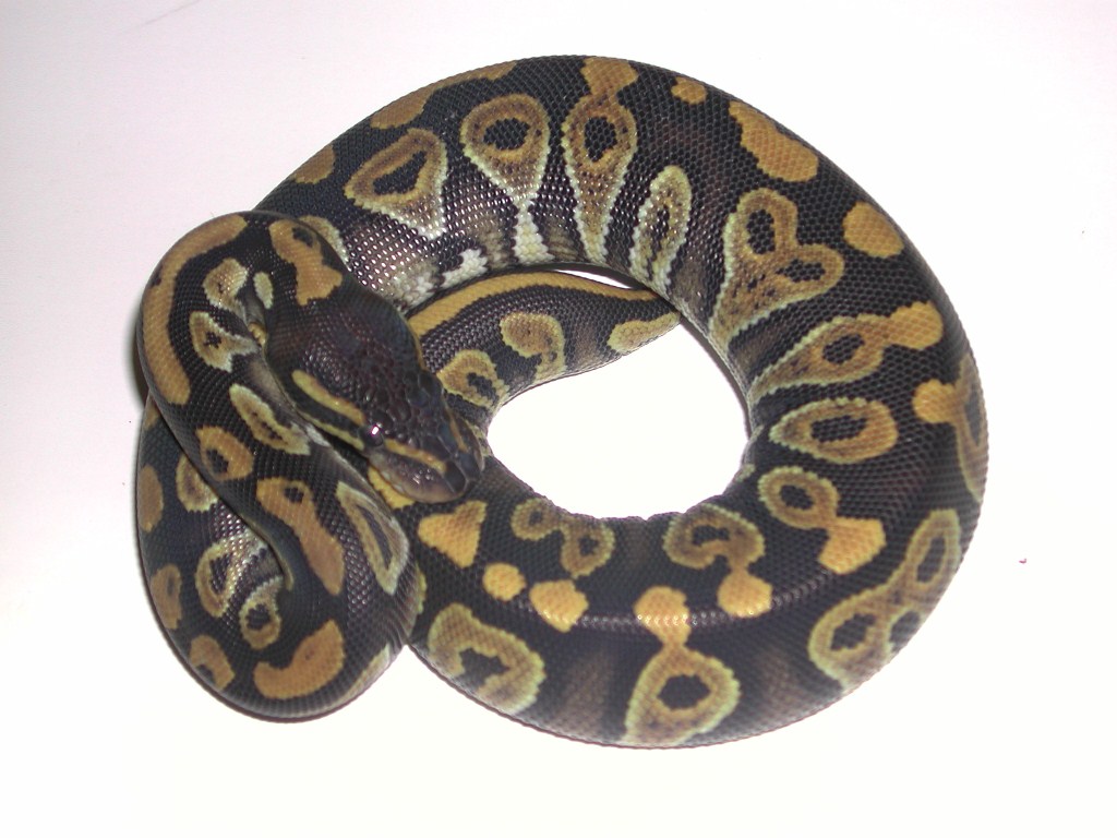 Phantom Ball Python