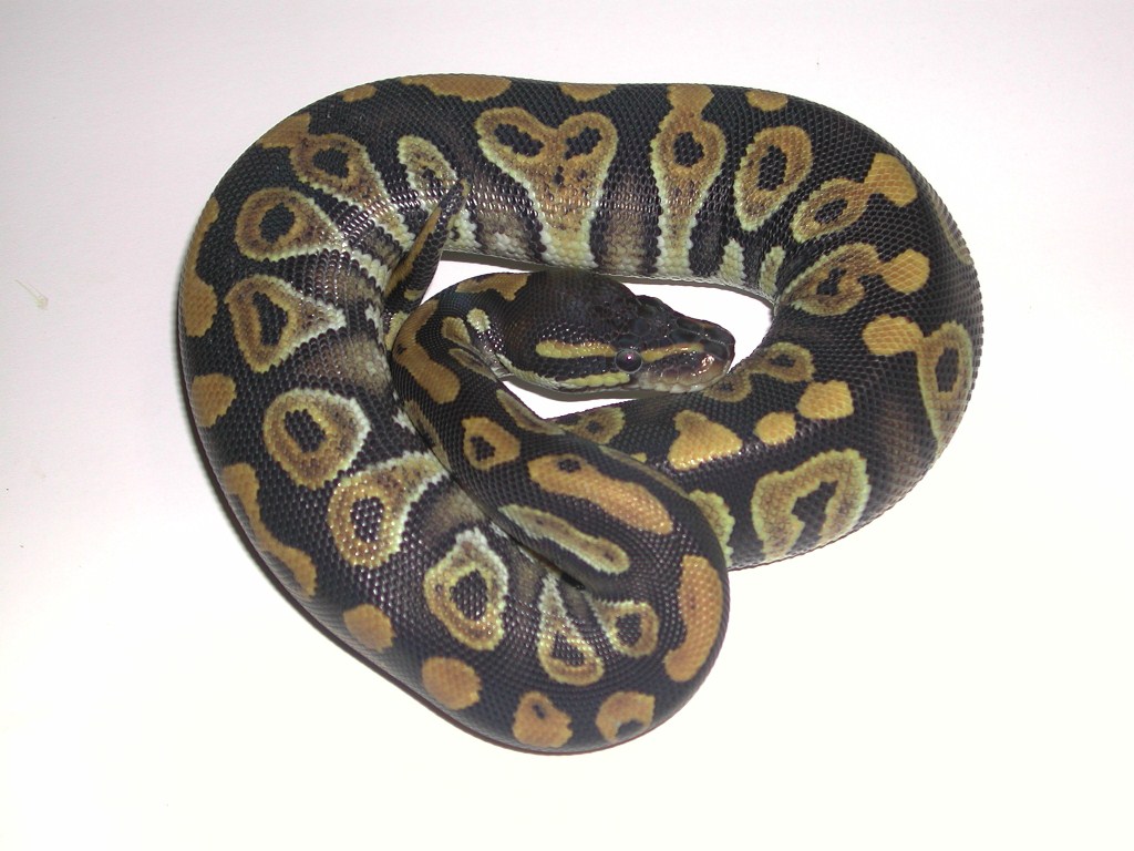 Phantom Ball Python