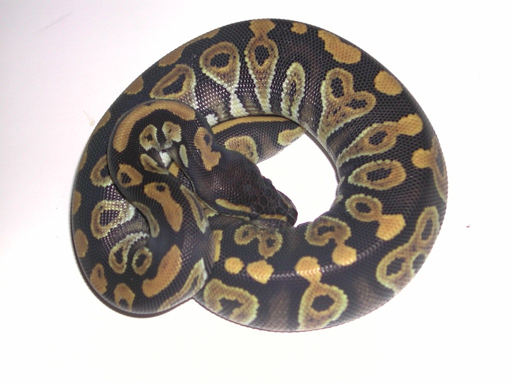 Phantom Ball Python