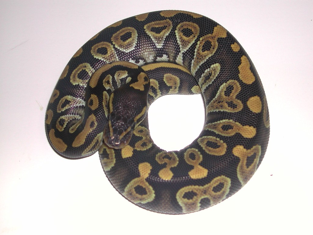 Phantom Ball Python