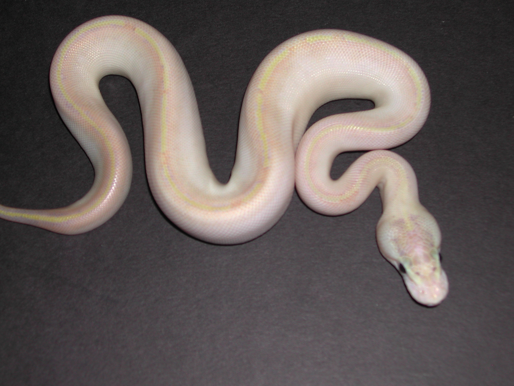 Pastel Ivory Ball Python