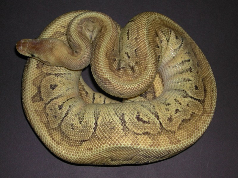 Enchi Mojave Pastel Pinstripe Ball Python