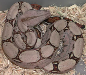 Fine Line Colombian Boa