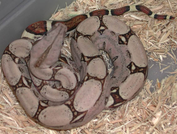 Fine Line Colombian Boa