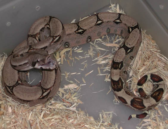 Fine Line Colombian Boa