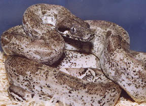 Ghost Boa