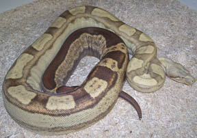 Motley Colombian Boa
