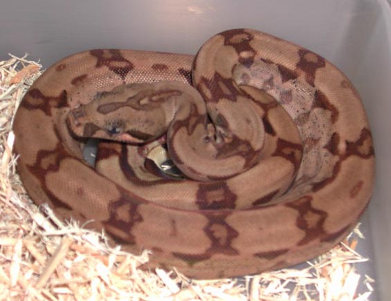 Hypo Arab Boa