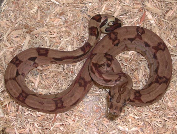 Hypo Arab Boa