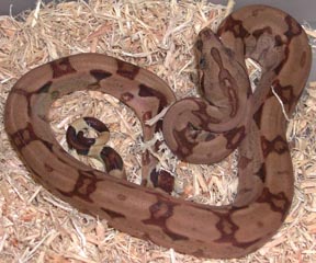 Hypo Arabesque Boa