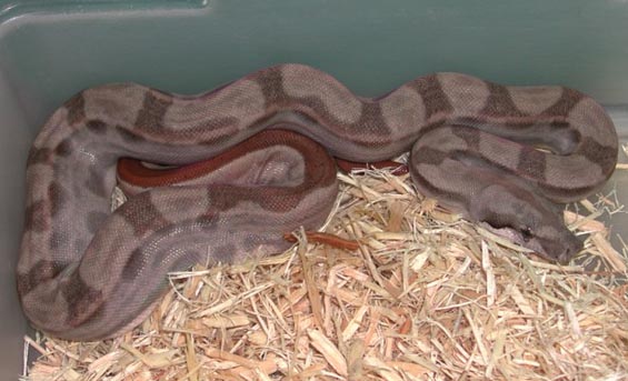 Hypo Arab Boa