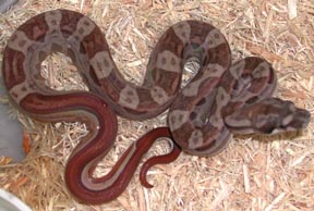 Motley Colombian Boa