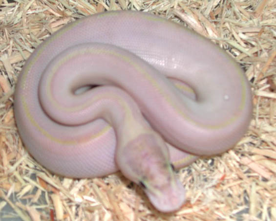 Ivory Ball Python