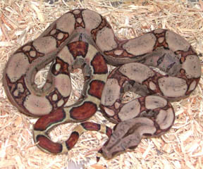 Jungle Square-tail Boa