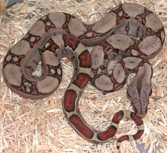 Fine Line Colombian Boa