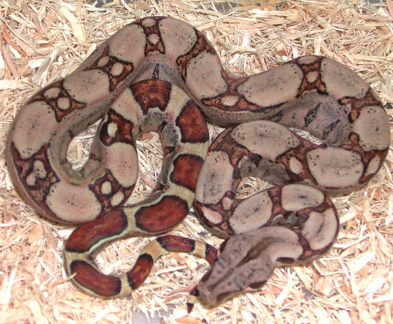Fine Line Colombian Boa