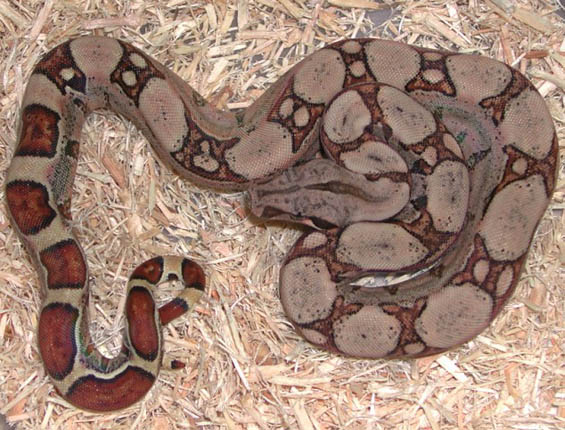 Fine Line Colombian Boa