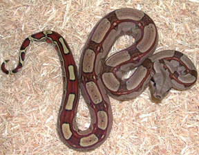 Key West Colombian Boa