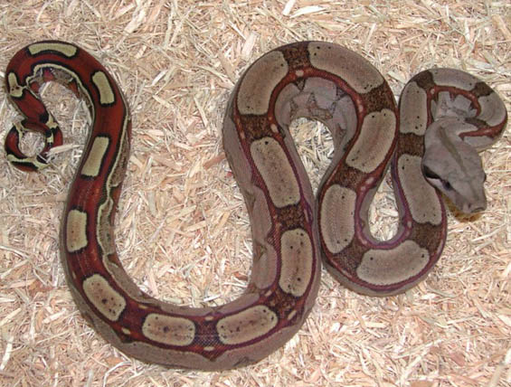 Fine Line Colombian Boa