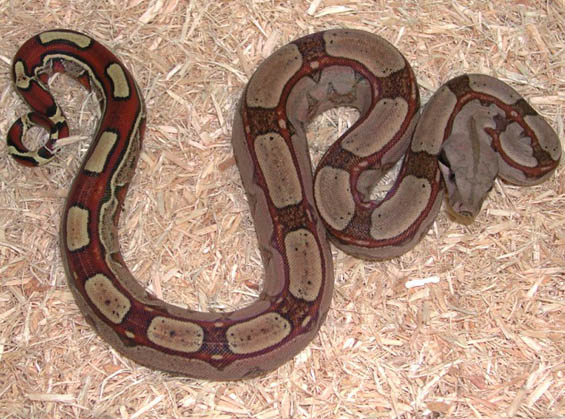 Fine Line Colombian Boa