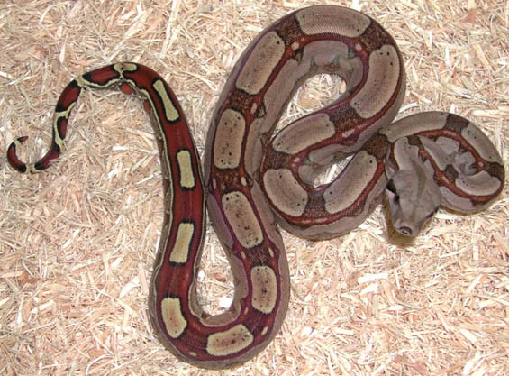 Fine Line Colombian Boa