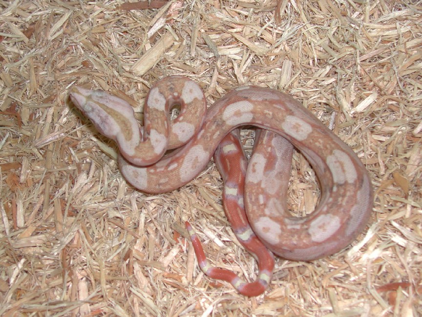 Paradox Boa