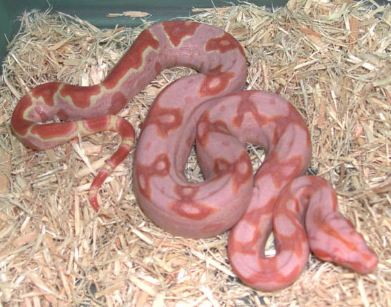 Sundream Boa