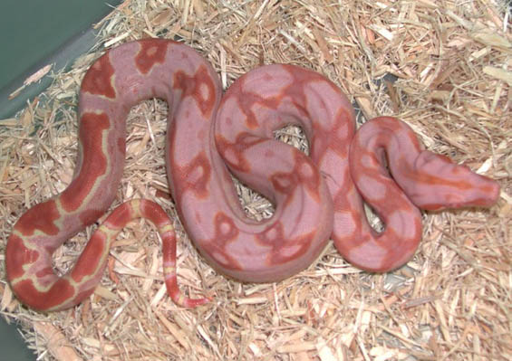 Sundream Boa