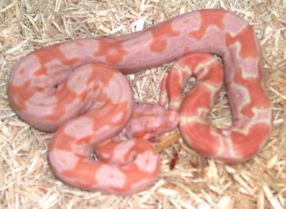 Sundream Boa