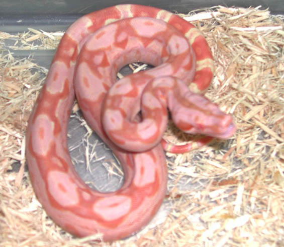 Sundream Boa