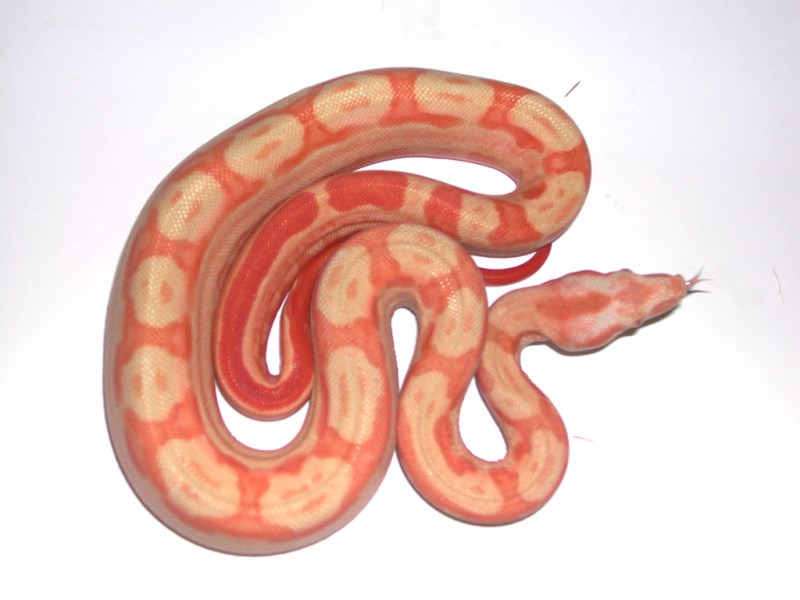 Lipstick Albino Boa Animal Facts