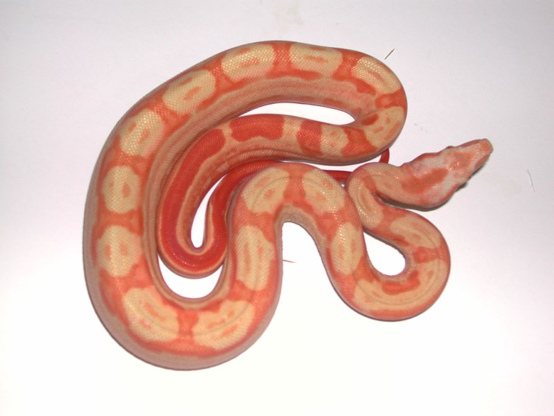 Sundream Boa
