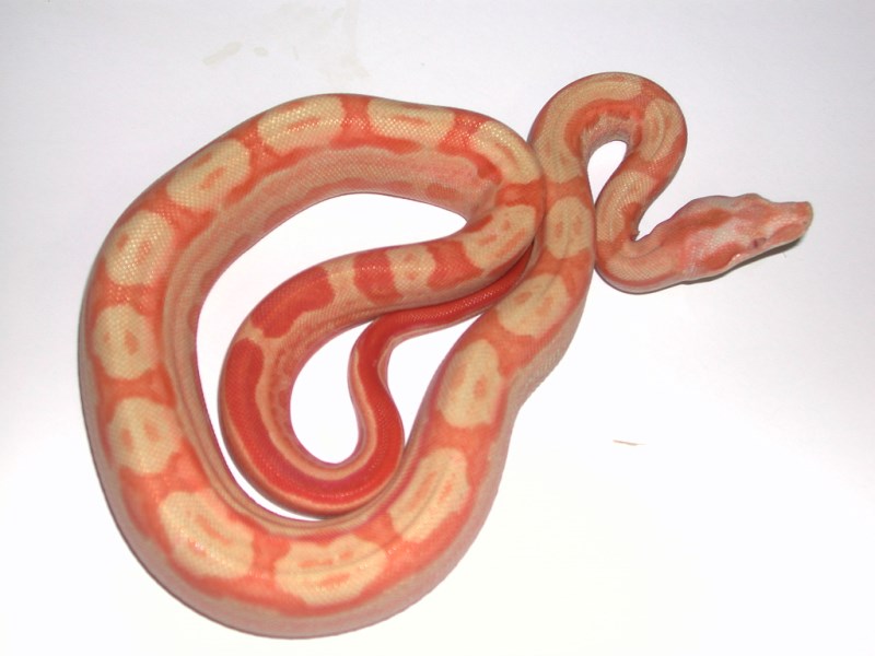 Sundream Boa