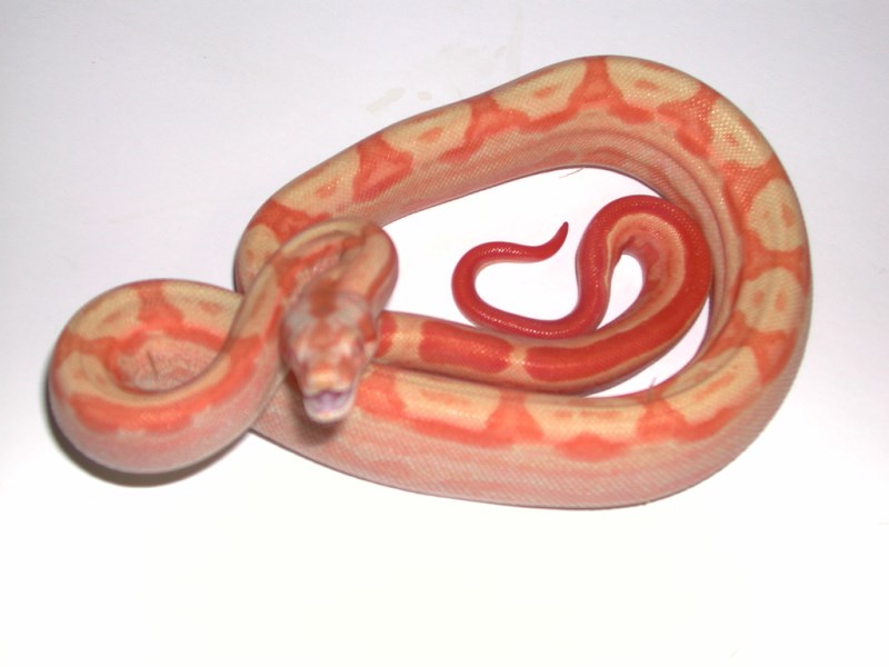 Sundream Boa