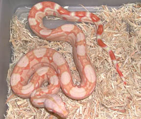 Sharp Strain Albino Boa
