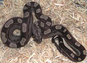 Motley Colombian Boa