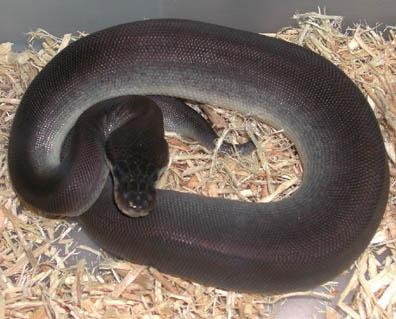 Super Cinnamon Ball Python