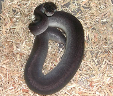 Super Cinnamon Ball Python