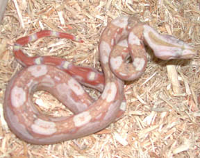 Paradox Albino Boa