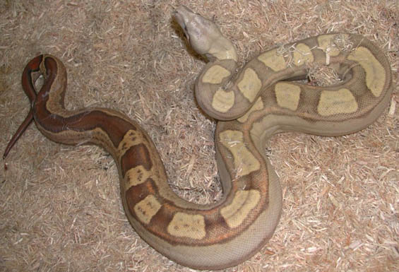 T+ Motley Boa