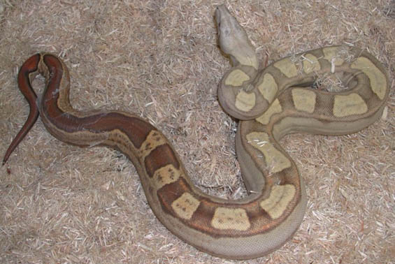 T+ Motley Boa